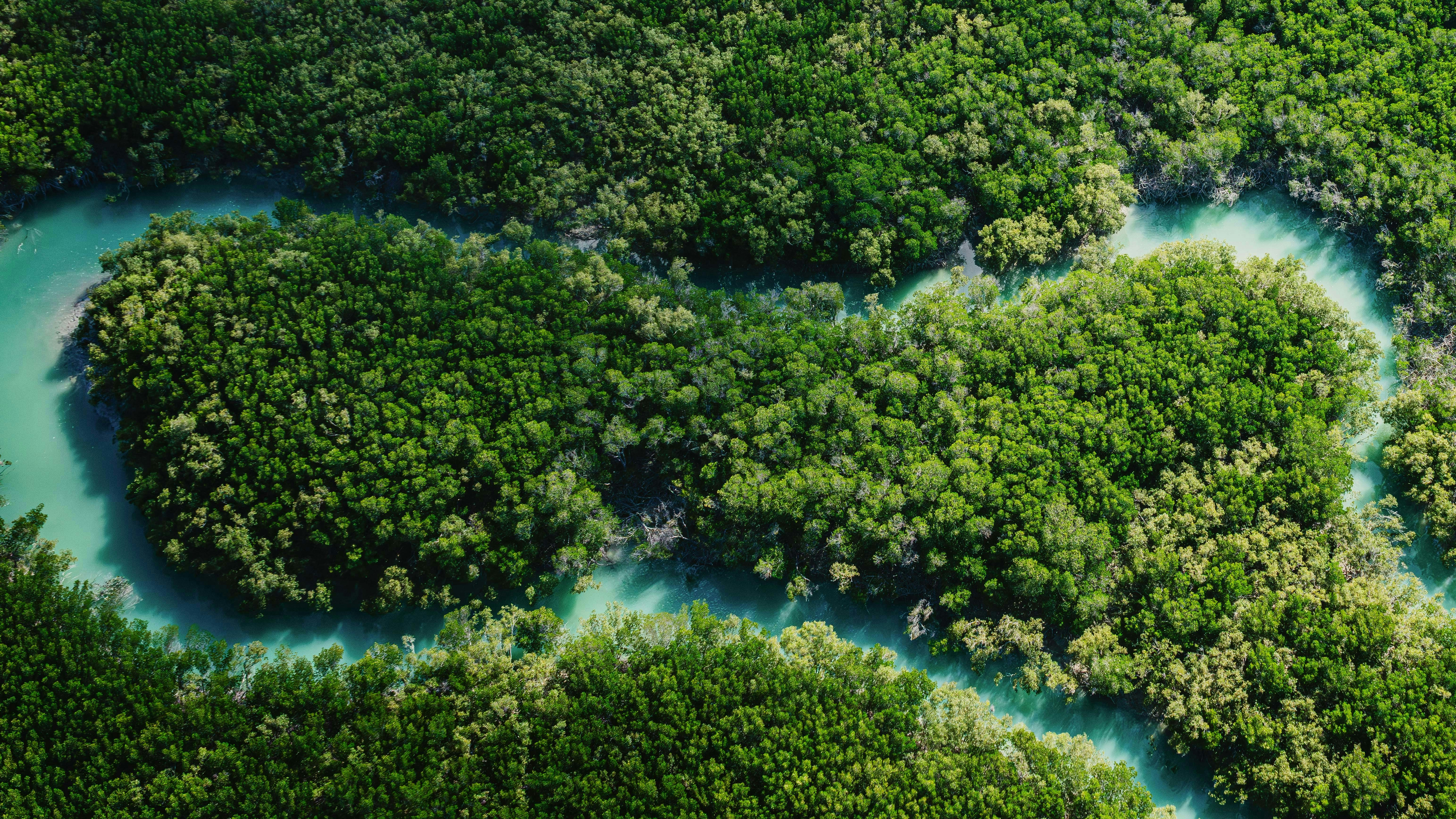 A turquoise river meandering through dense green mangrove forest, seen from above