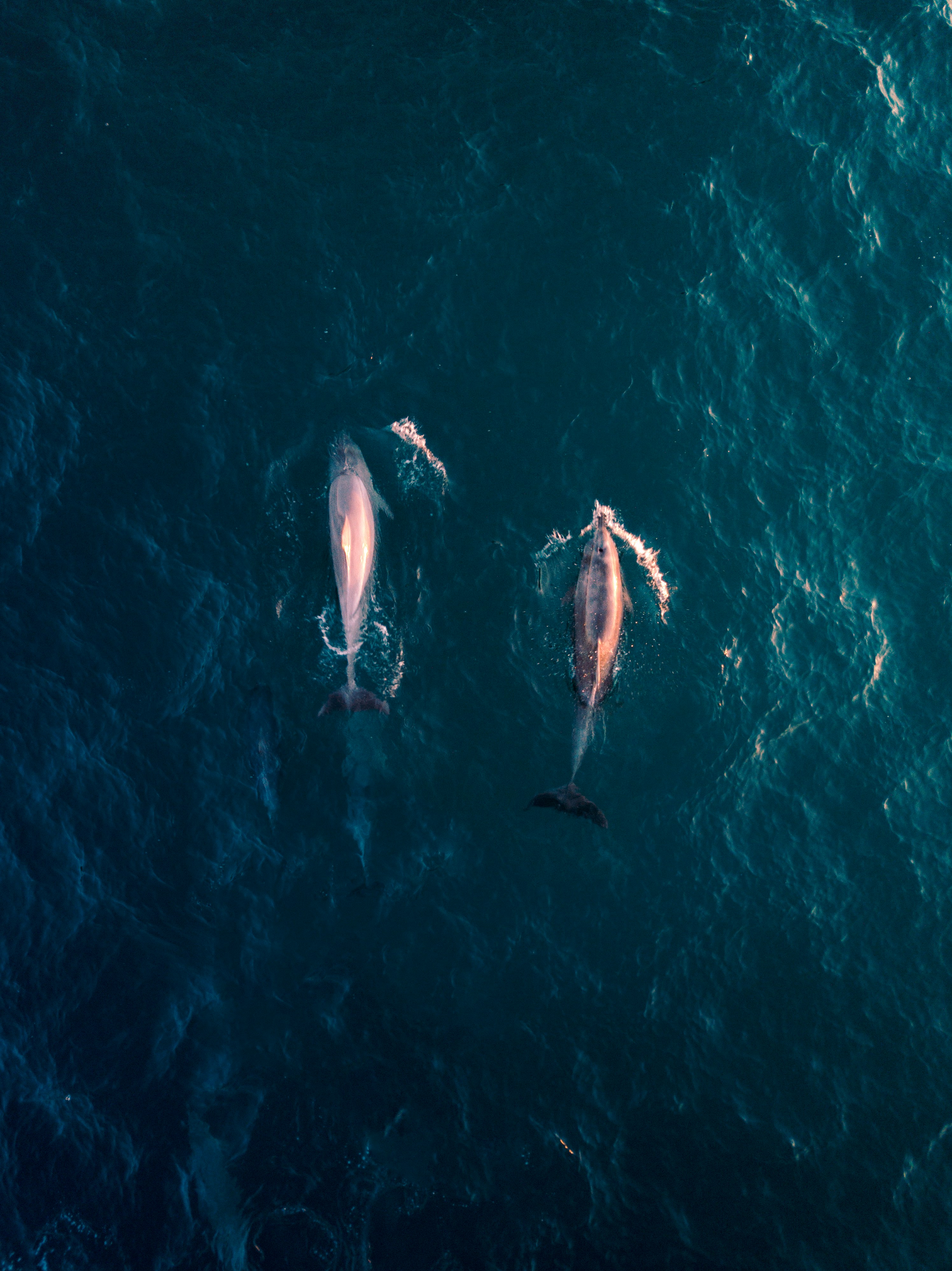 Aerial view of two dolphins swimming in open water