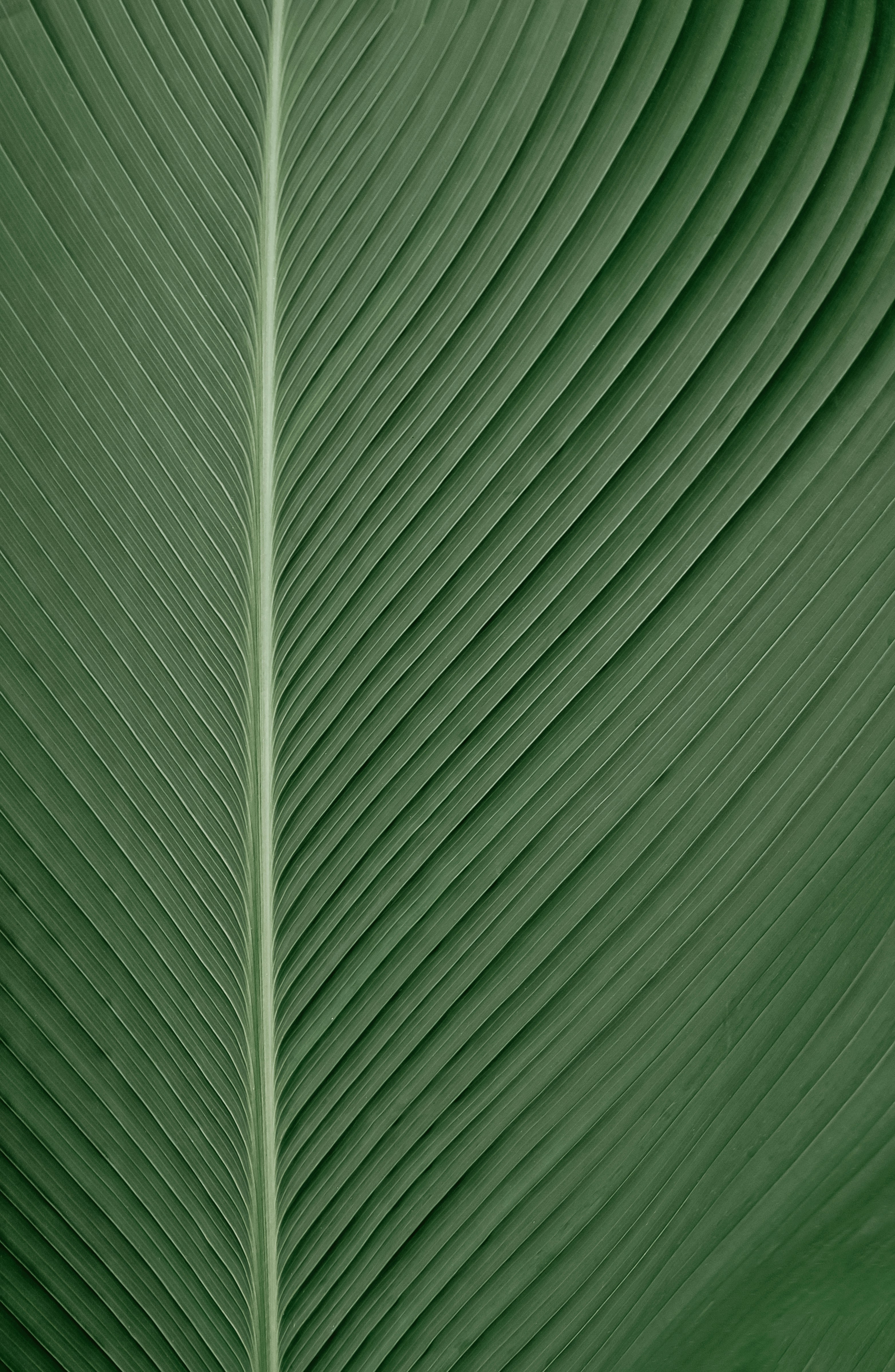 Close-up of green palm leaf veins