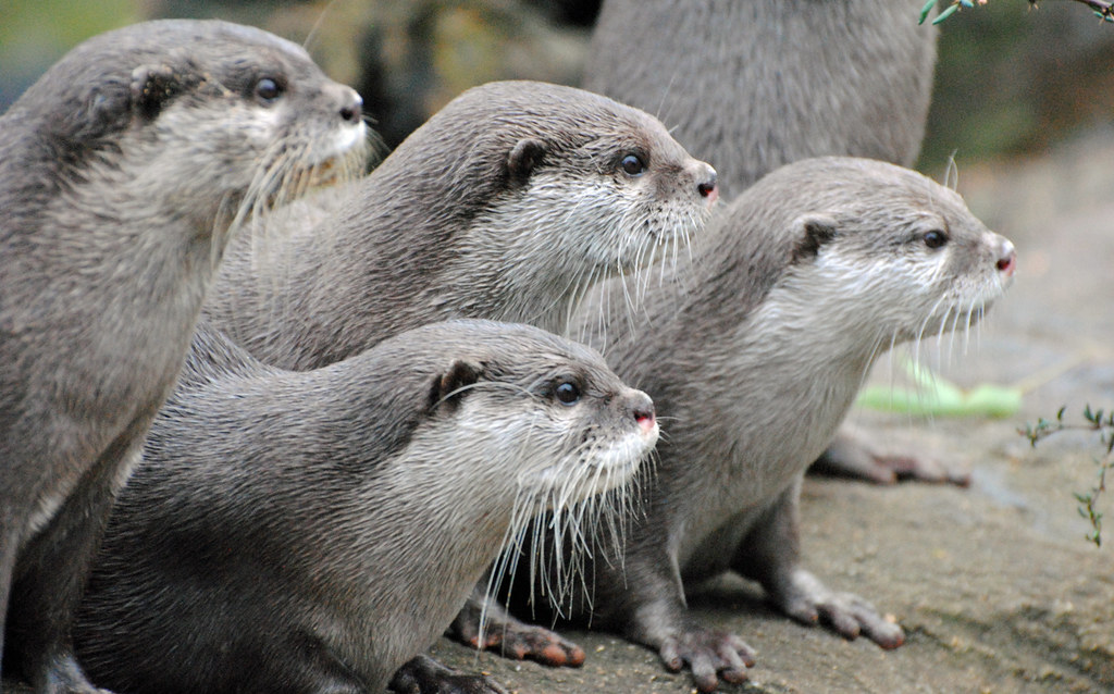 Oriental Short-clawed Otters, London Zoo