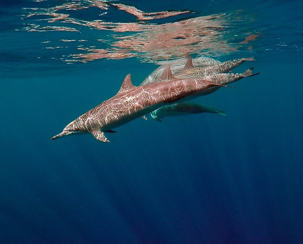 Disco Dolphins sunsplashed with wavelets