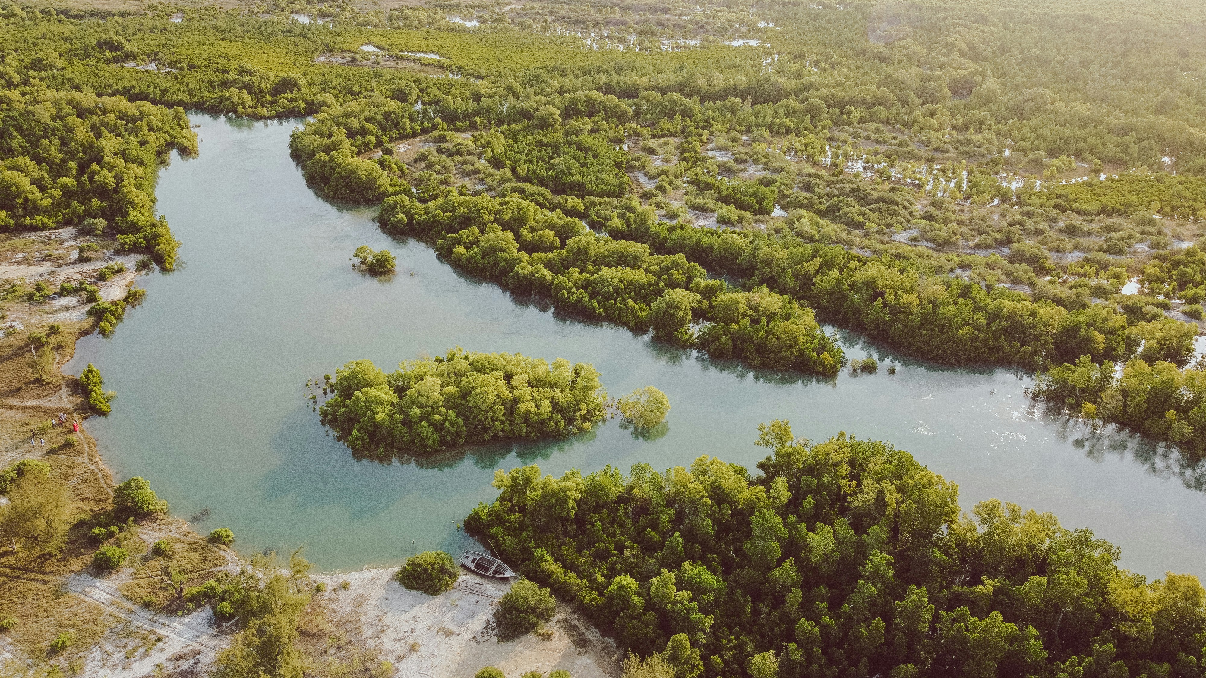 A winding mangrove river in warm golden late-day light, seen from above